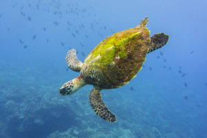 turtle better 2-1