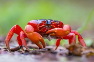 crabs-5