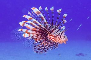 fish2-1