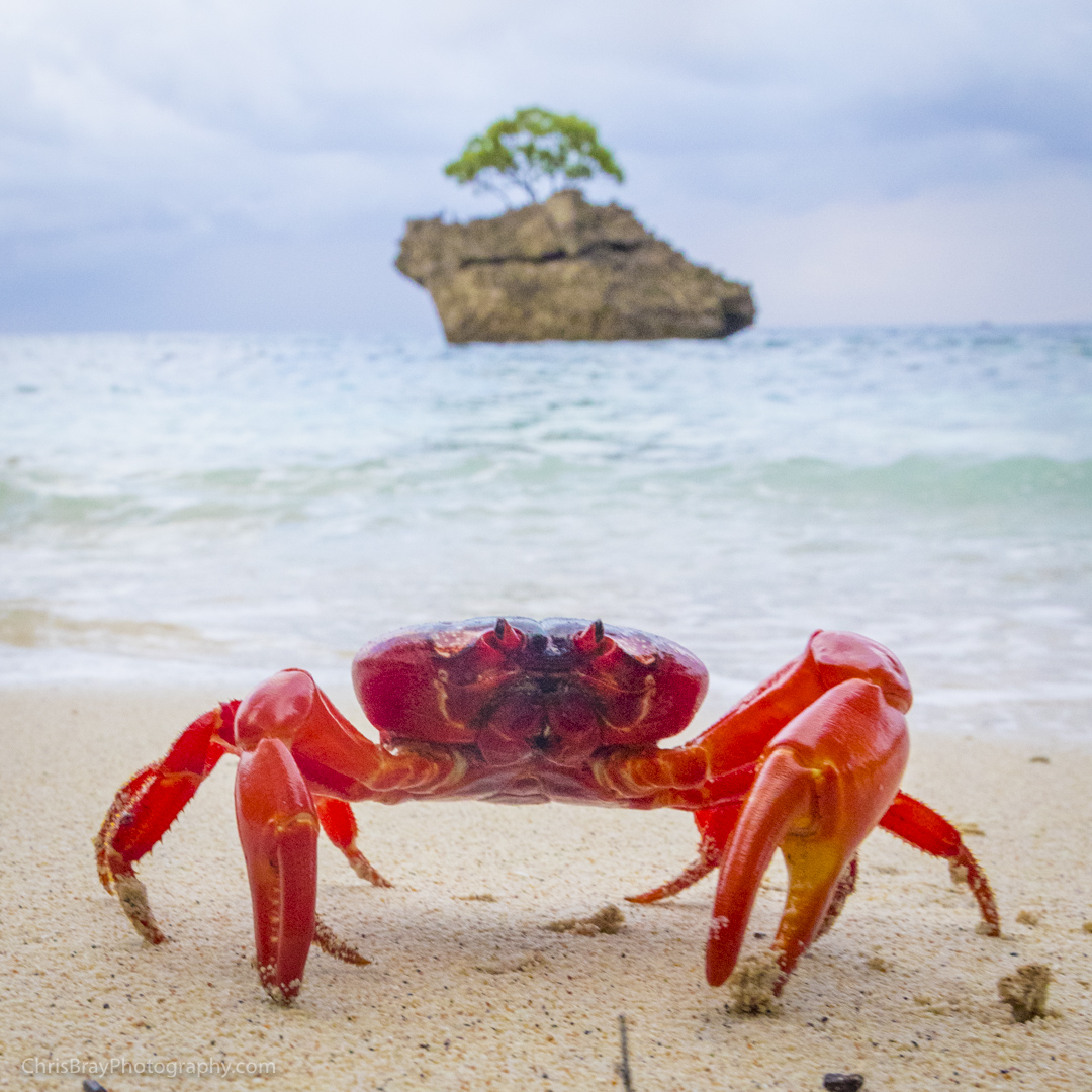Red crab on Christmas Island with ocean background