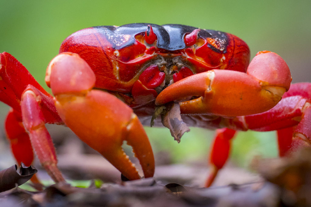 The famous Christmas Island Red Crab - Swell Lodge - Christmas Island