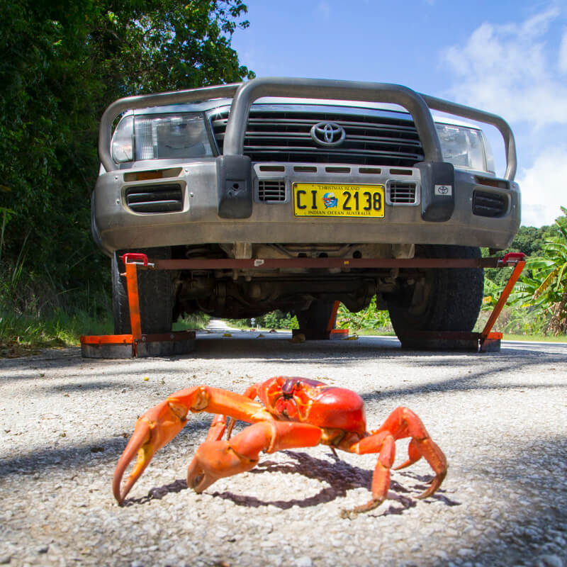 Red Crab on Christmas Island
