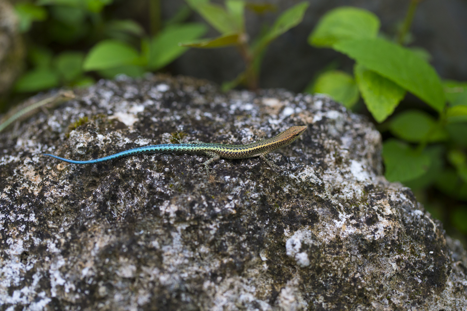 Blue tailed skinks christmas island chris bray swell lodge