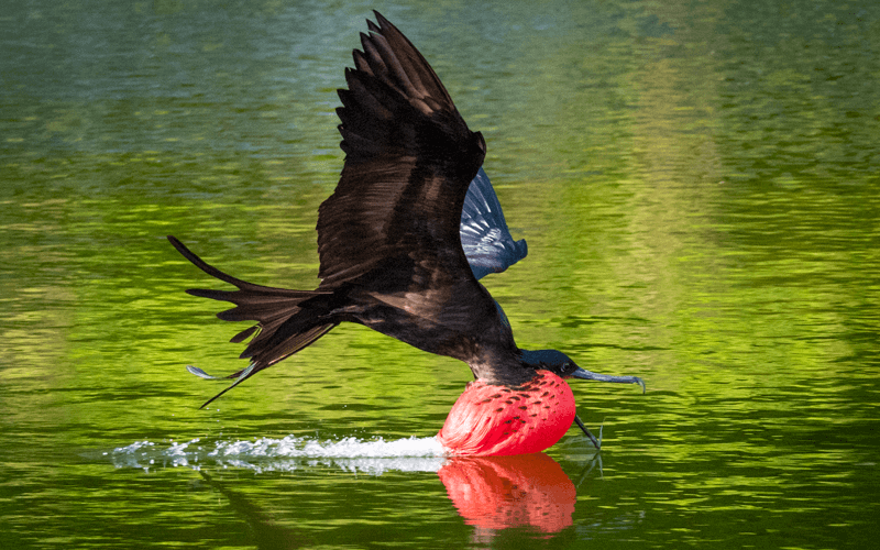 Frigatebird swoops for water to drink on Christmas Island at Swell Lodge luxury eco-lodge