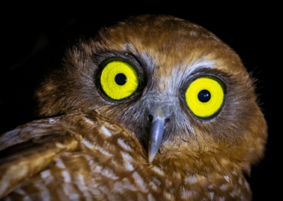 The endemic Christmas Island Hawk Owl