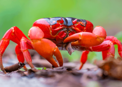 Christmas Island red crab migration Swell Lodge ecolodge