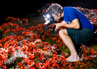 Spawning morning during red crab migration