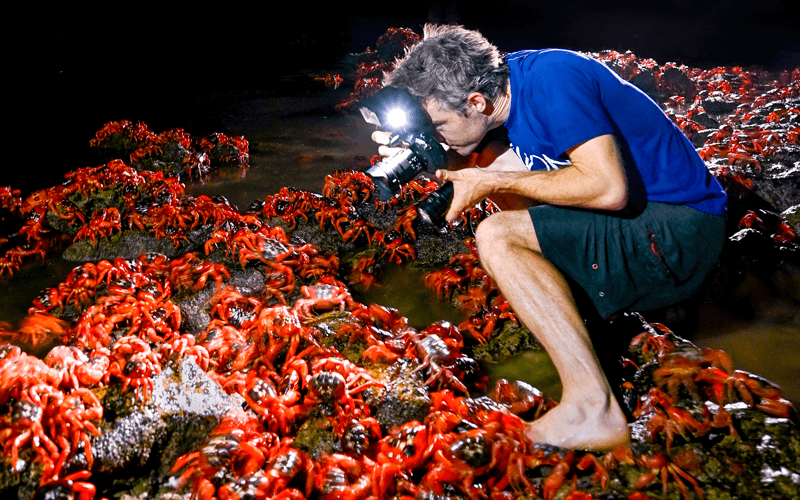 Spawning morning during red crab migration Christmas Island