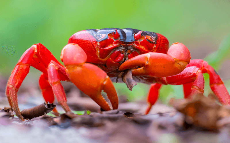 Christmas Island red crab migration Swell Lodge eco-lodge