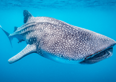 Whale sharks visit Christmas Island