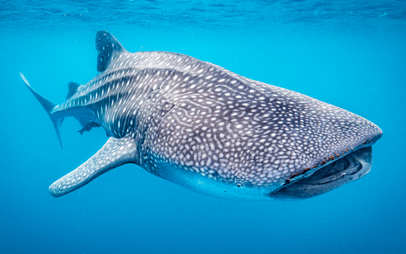 Whale sharks visit Christmas Island