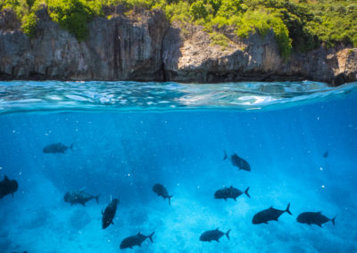Christmas Island underwater fish Swell Lodge