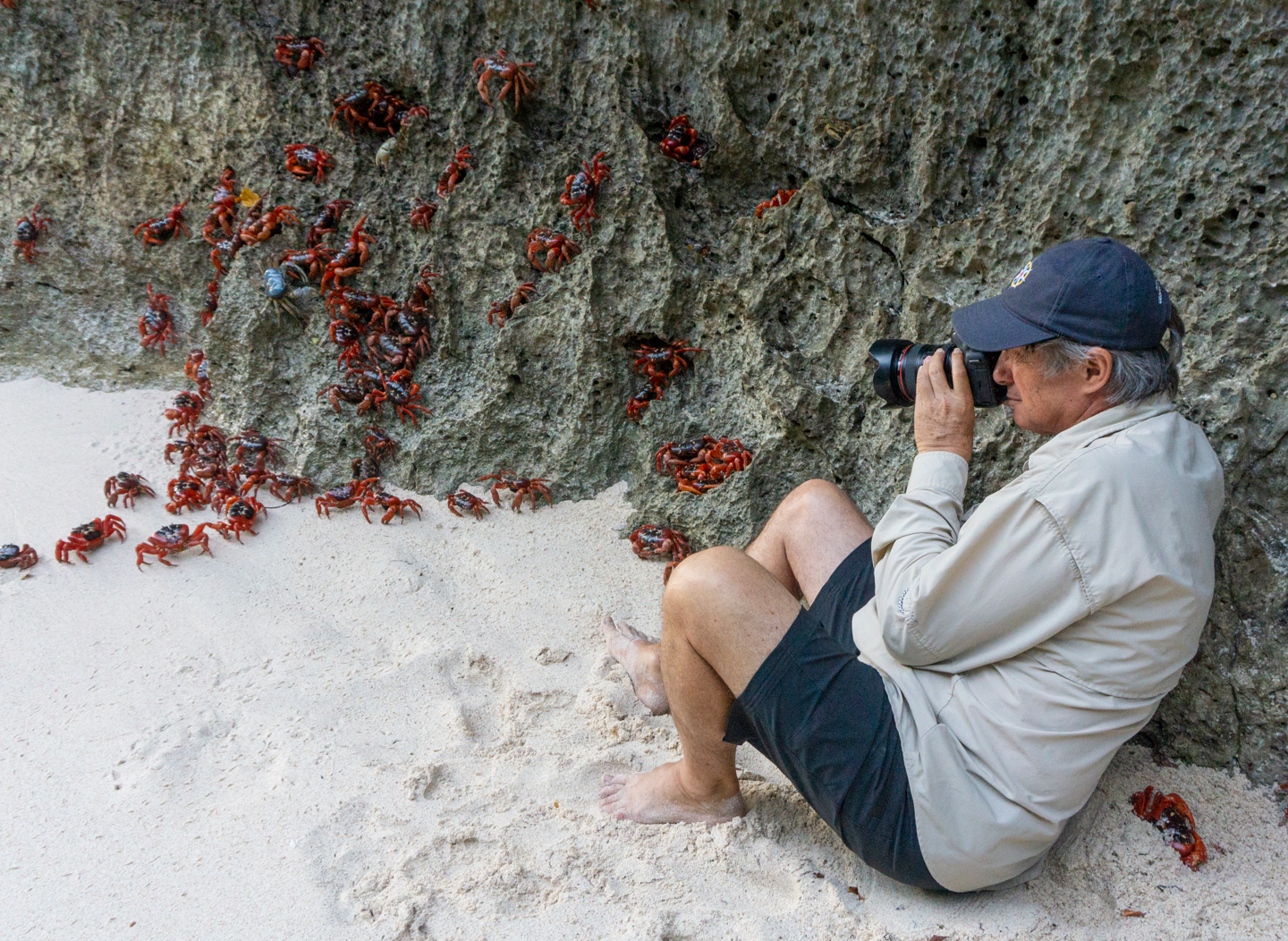 Red crab migration being photographed during migration on Christmas Island beach near Swell Lodge