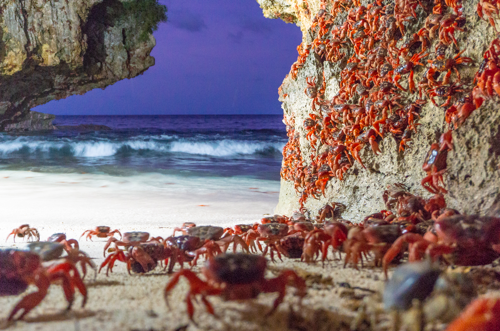 red crab migration on christmas island beach at night near Swell Lodge luxury ecolodge eco-lodge
