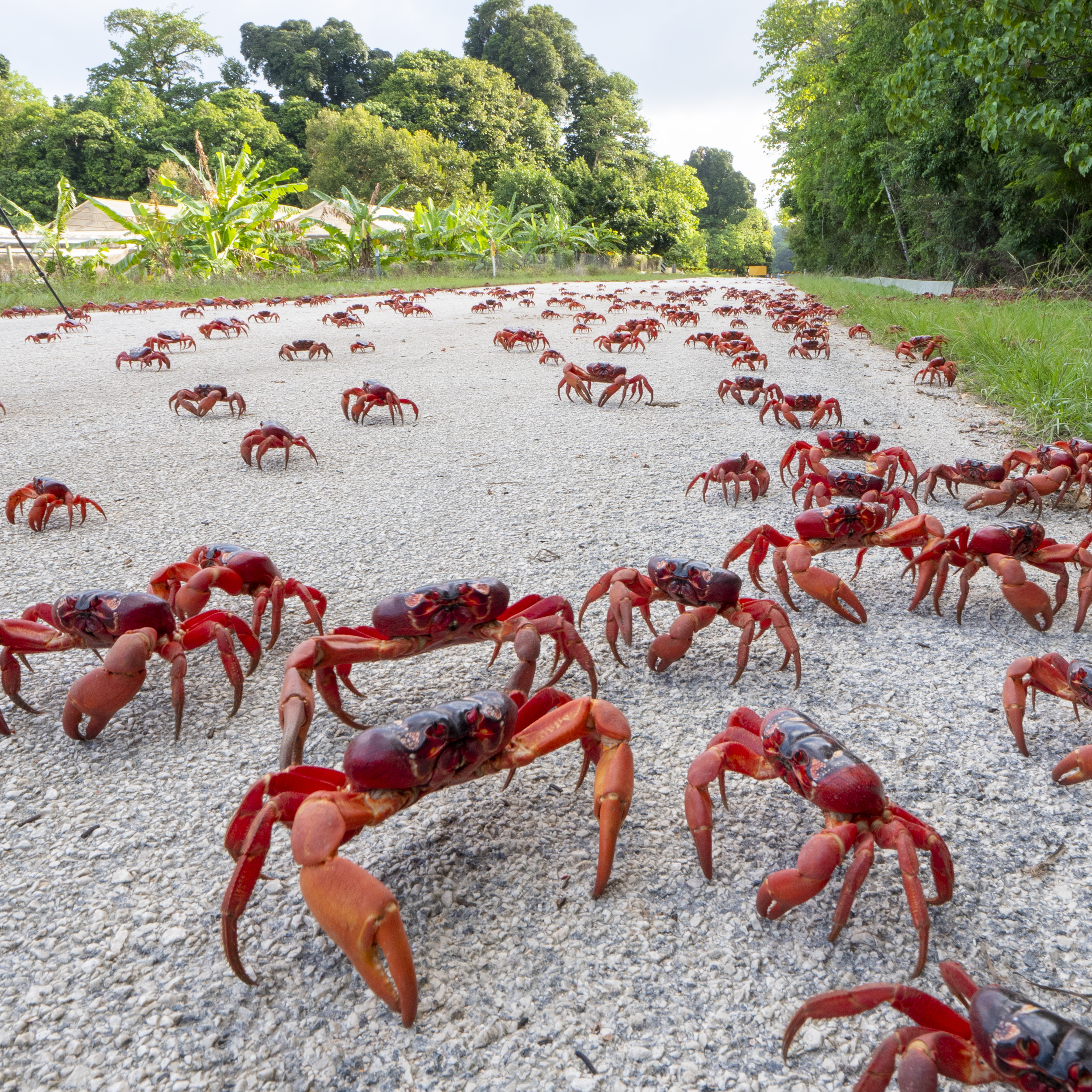 Red crabs on Christmas Island on road with jungle behind. Swell Lodge eco-lodge Chris Bray Photography