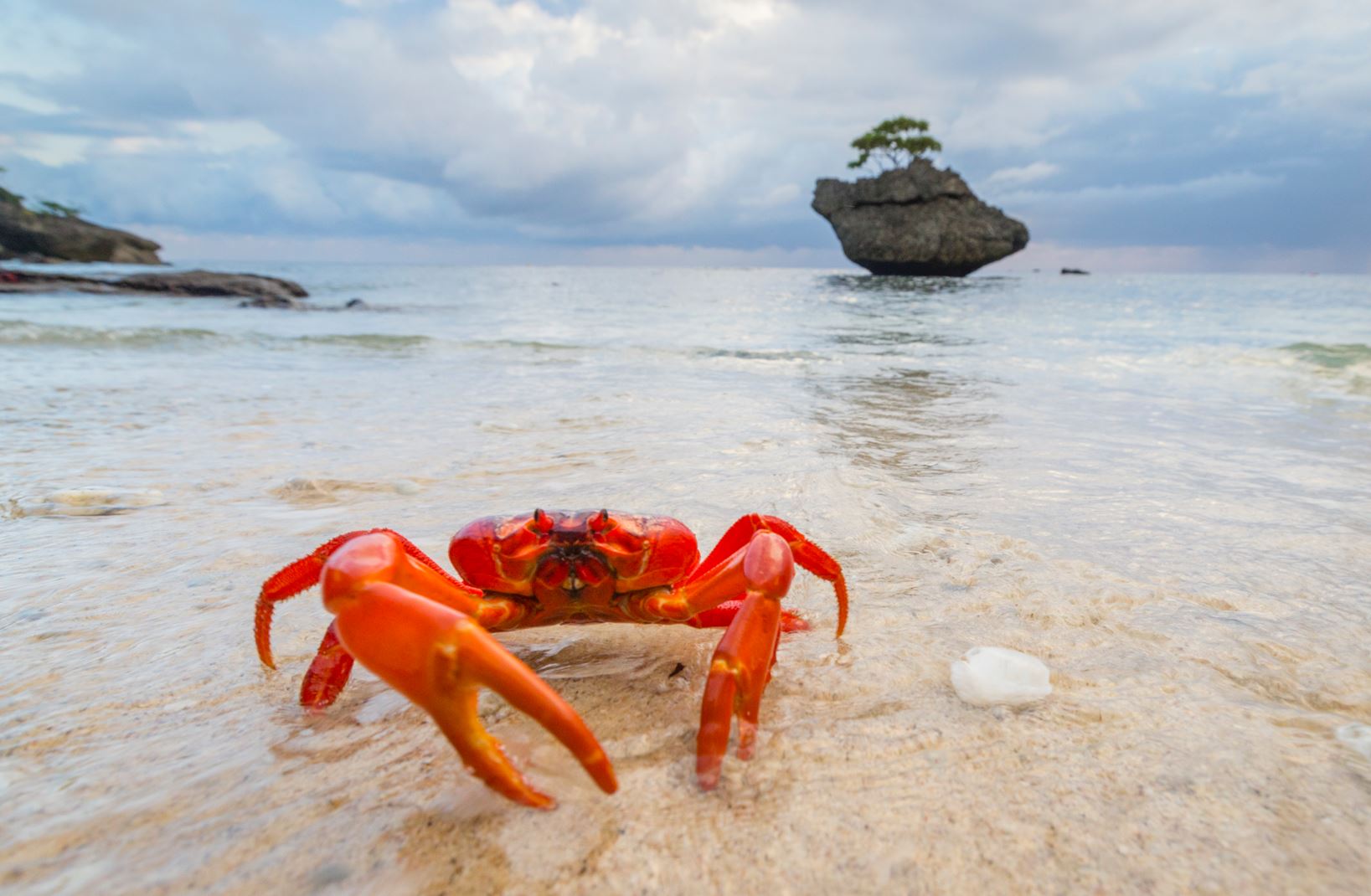 red crab on Christmas Island at the beach near Swell Lodge eco-lodge during wet season red crab migration