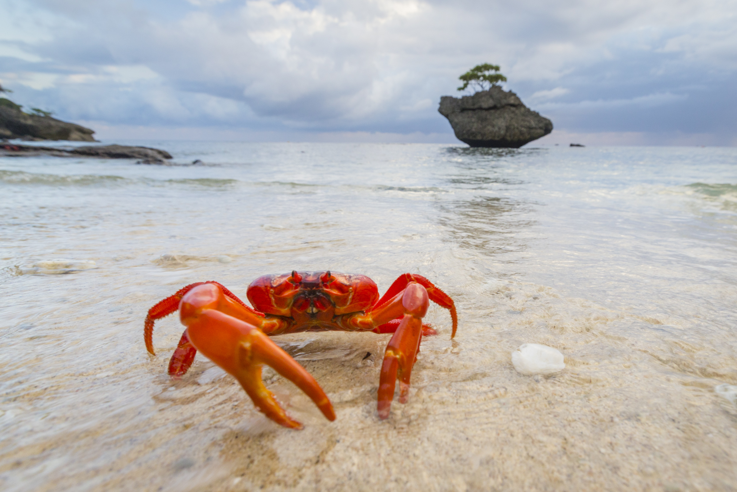 Free flights to Christmas Island to see the red crabs